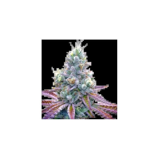 Tiger’s Milk Feminized