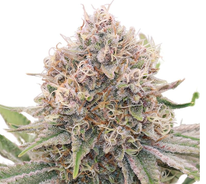 5th Element Feminized