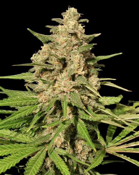 Afghani Bullrider Feminized