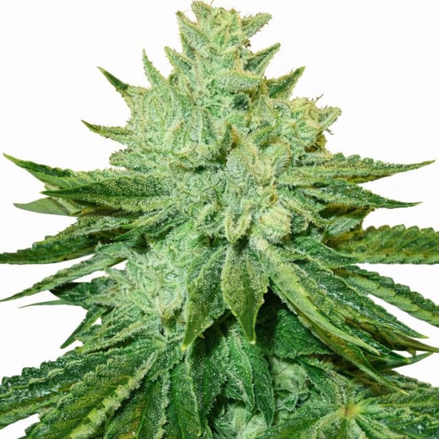 Afgoo Feminized