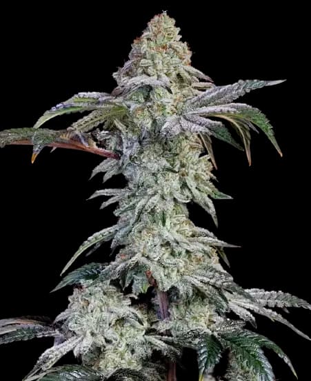 Agent Tangie Feminized