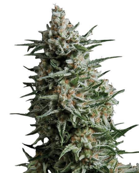 Alien Reunion Feminized