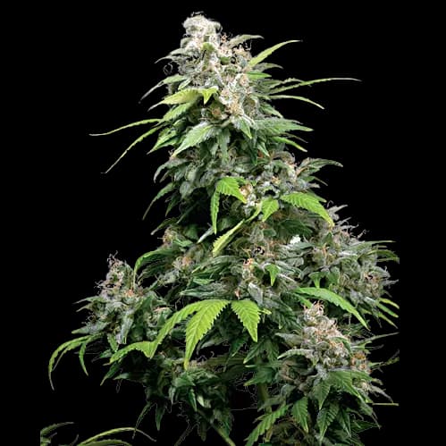 Alpine Star cannabis seeds packaging — Royal King Seeds USA