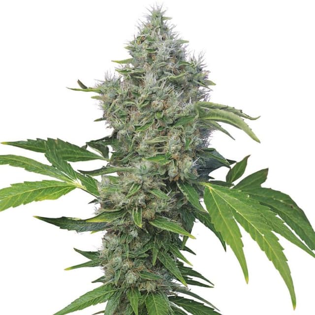 American Kush Feminized