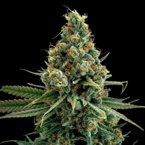 Ancient Kush Feminized