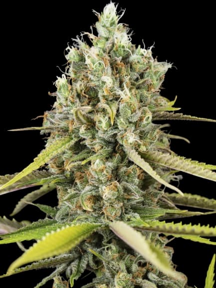 Animal Cookies cannabis seeds packaging — Royal King Seeds USA