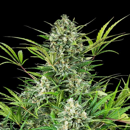 Anonymous OG cannabis seeds packaging — Royal King Seeds USA