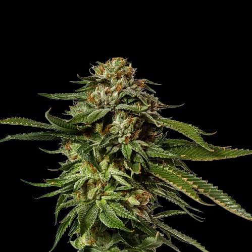 Aurora Borealis cannabis seeds packaging, Royal King Seeds USA