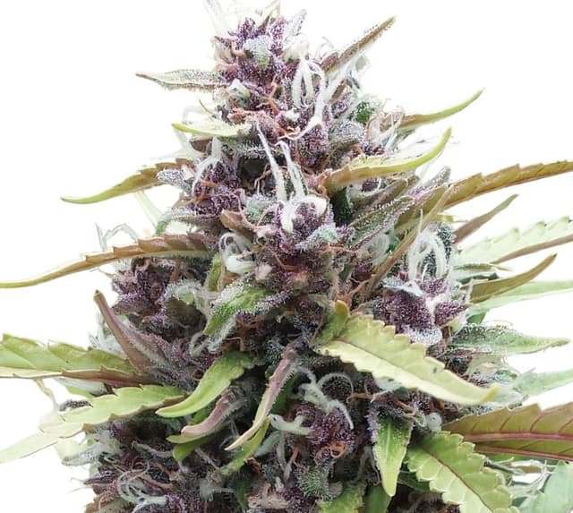 Ayahuasca Purple Feminized