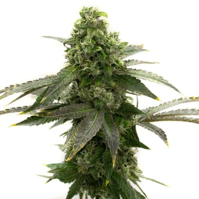 Badazz Cheese cannabis seeds packaging, Royal King Seeds USA