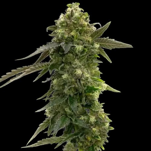 Badazz Rolex cannabis seeds packaging, Royal King Seeds USA