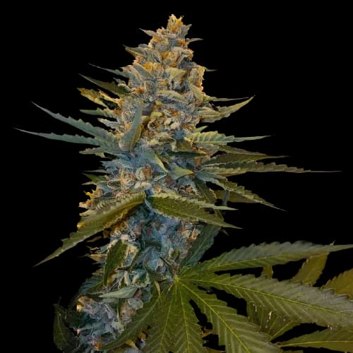 Banana Candy Feminized