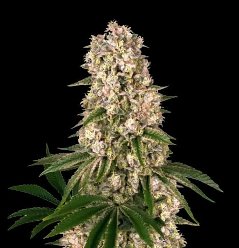 Banana Kush Feminized
