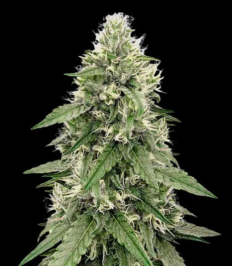 Bear Dance Feminized