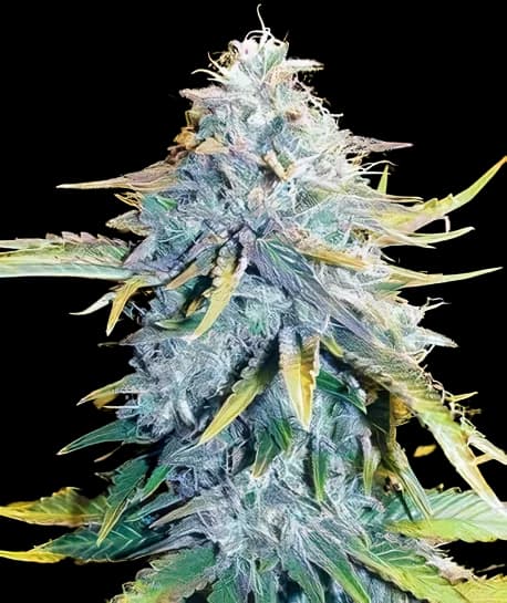 Big Blue cannabis seeds packaging, Royal King Seeds USA