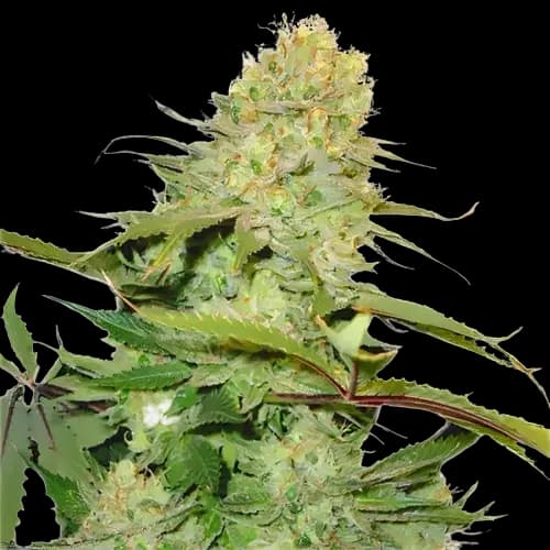 Big Buddha Cheese cannabis seeds packaging — Royal King Seeds USA