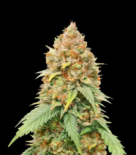 Big Cheese cannabis seeds packaging, Royal King Seeds USA