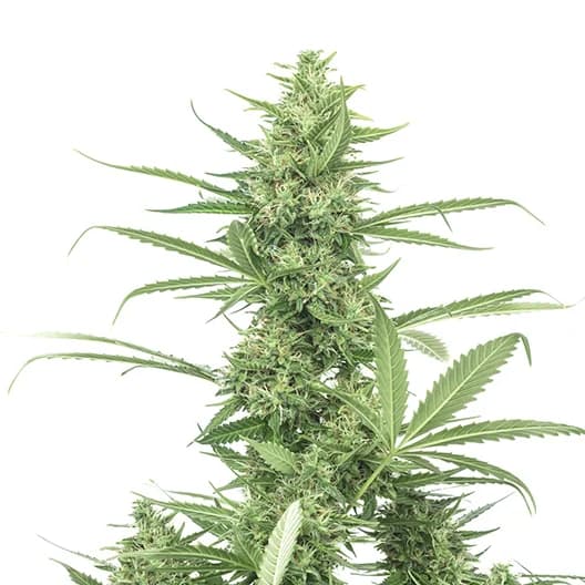 Biker Le Blanc cannabis seeds packaging, Royal King Seeds USA
