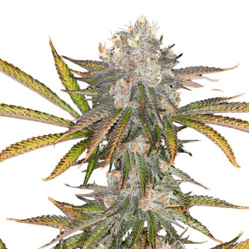 Black 84 cannabis seeds packaging, Royal King Seeds USA