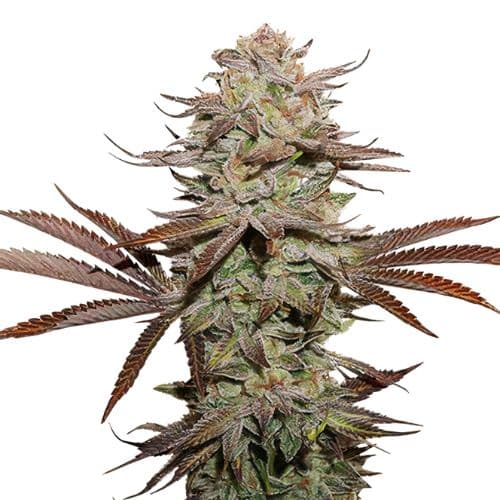 Black Afghan cannabis seeds packaging, Royal King Seeds USA