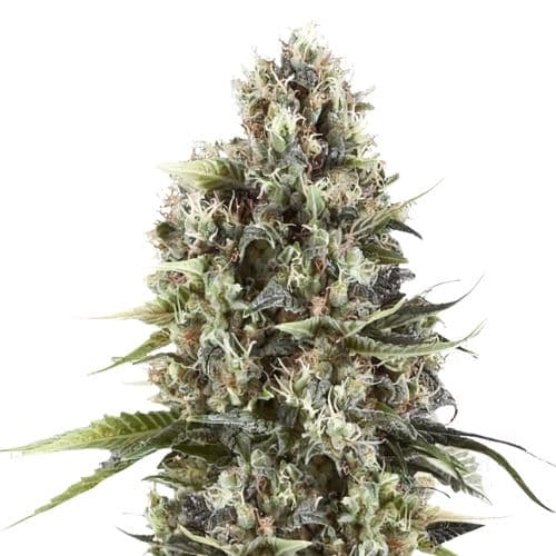 Black Betty cannabis seeds packaging, Royal King Seeds USA