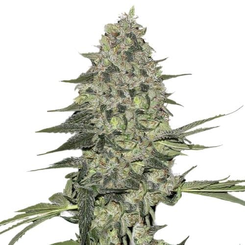 Black Bubba cannabis seeds packaging — Royal King Seeds USA