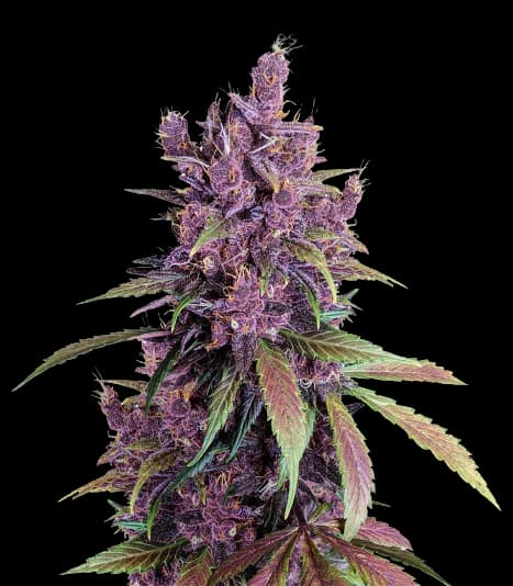 Black Cherry Feminized