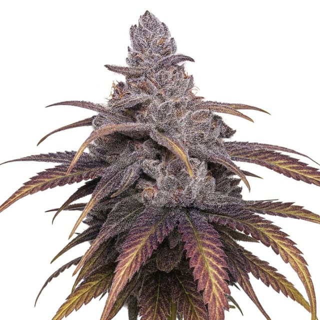 Black Cherry Punch cannabis seeds packaging, Royal King Seeds USA
