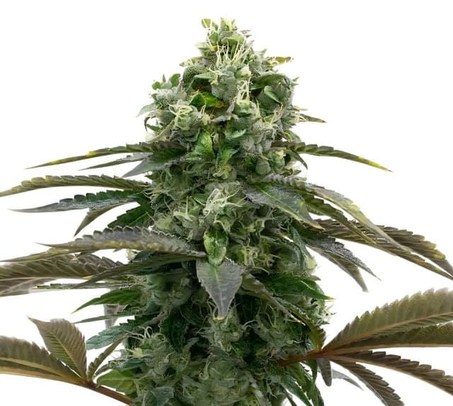 Black Demon OG cannabis seeds packaging — Royal King Seeds USA