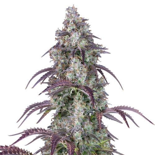 Black Ice cannabis seeds packaging — Royal King Seeds USA