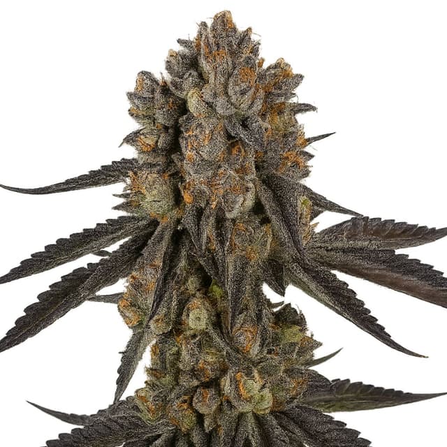 Black Mamba Feminized
