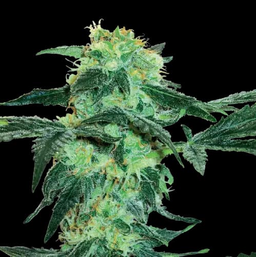 Black Tuna cannabis seeds packaging, Royal King Seeds USA