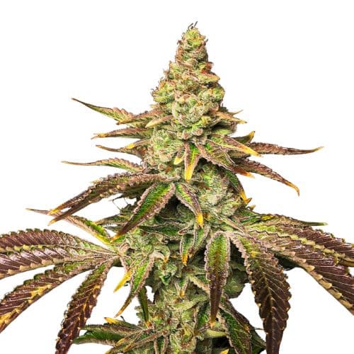 Black Widow Feminized