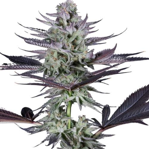 Blackberry Bubble Feminized