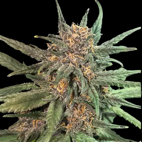 Blackberry Cream cannabis seeds packaging — Royal King Seeds USA