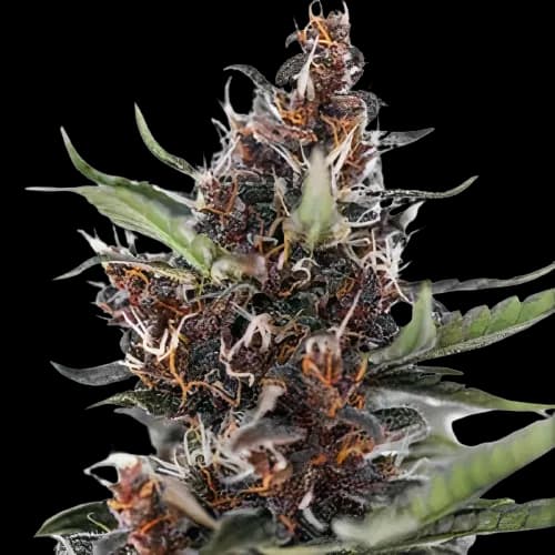 Blackberry Rhino Feminized