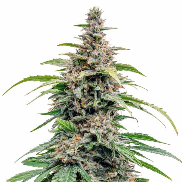 Bloos Kloos cannabis seeds packaging, Royal King Seeds USA