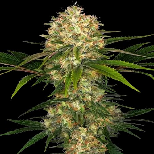 Blue Afghani Feminized