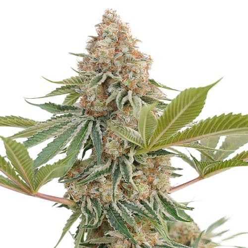 Blue Blood cannabis seeds packaging — Royal King Seeds USA