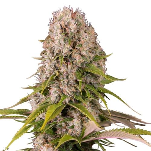 Blue Cheese cannabis seeds packaging β Royal King Seeds USA