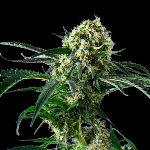 Blue Diesel cannabis seeds packaging, Royal King Seeds USA