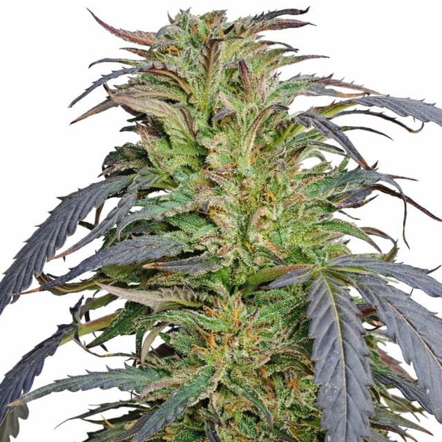 Blue Dragon cannabis seeds packaging, Royal King Seeds USA