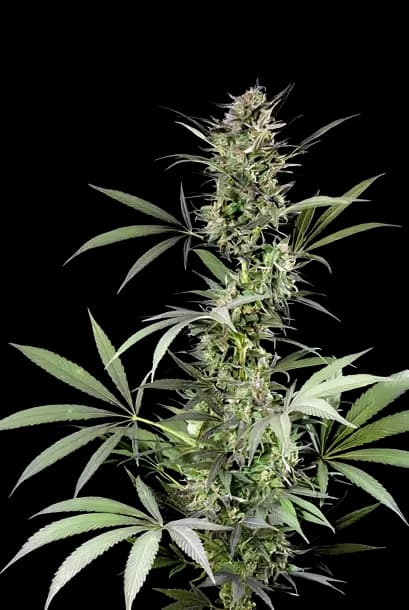 Blue Fruit Feminized