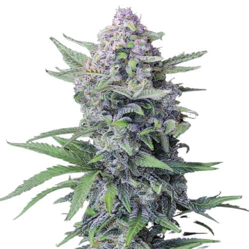 Blue Hawaiian cannabis seeds packaging, Royal King Seeds USA