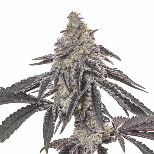 Blue Jay Way cannabis seeds packaging, Royal King Seeds USA