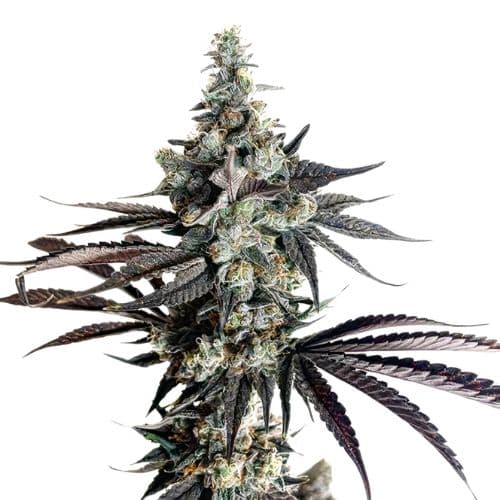 Blue Monster cannabis seeds packaging, Royal King Seeds USA