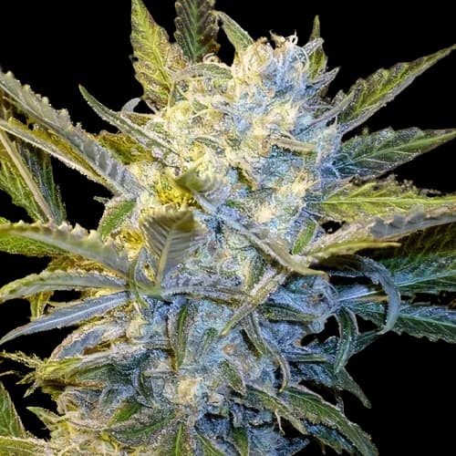 Blue Mystic cannabis seeds packaging — Royal King Seeds USA