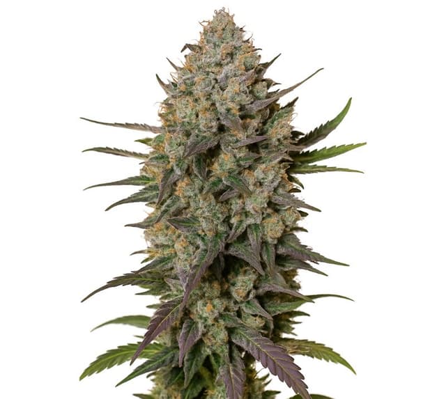 Blue Persuasion cannabis seeds packaging — Royal King Seeds USA