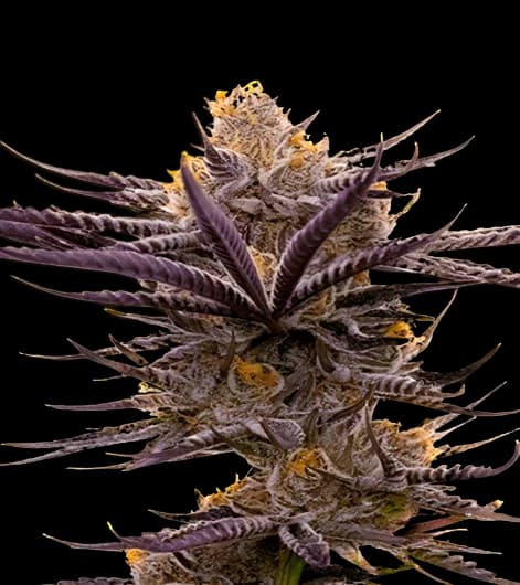 Blueberry Badazz OG cannabis seeds packaging — Royal King Seeds USA