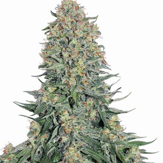 Blueberry Skunk cannabis seeds packaging, Royal King Seeds USA